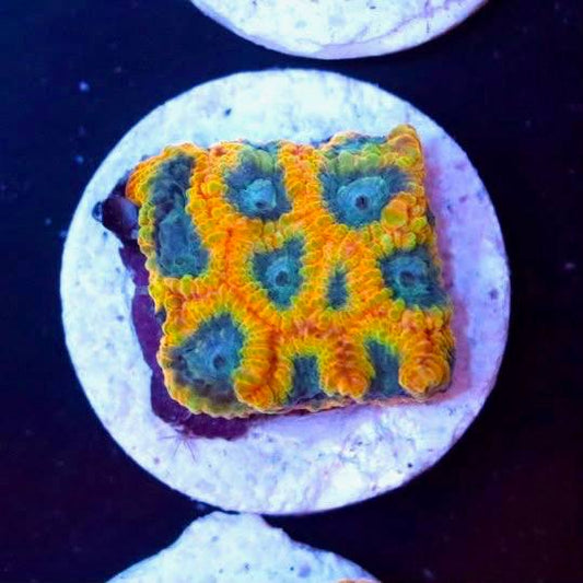 Favia Of gods mini colony with bright orange and yellow patterning and blue-green central areas under blue aquarium lighting.