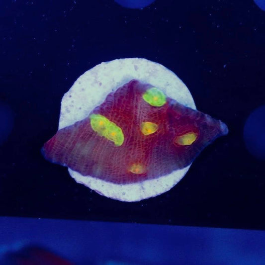WYSIWYG LPS coral frag with a pink-red base and bright green-yellow visible centers on a white mount under blue lighting.