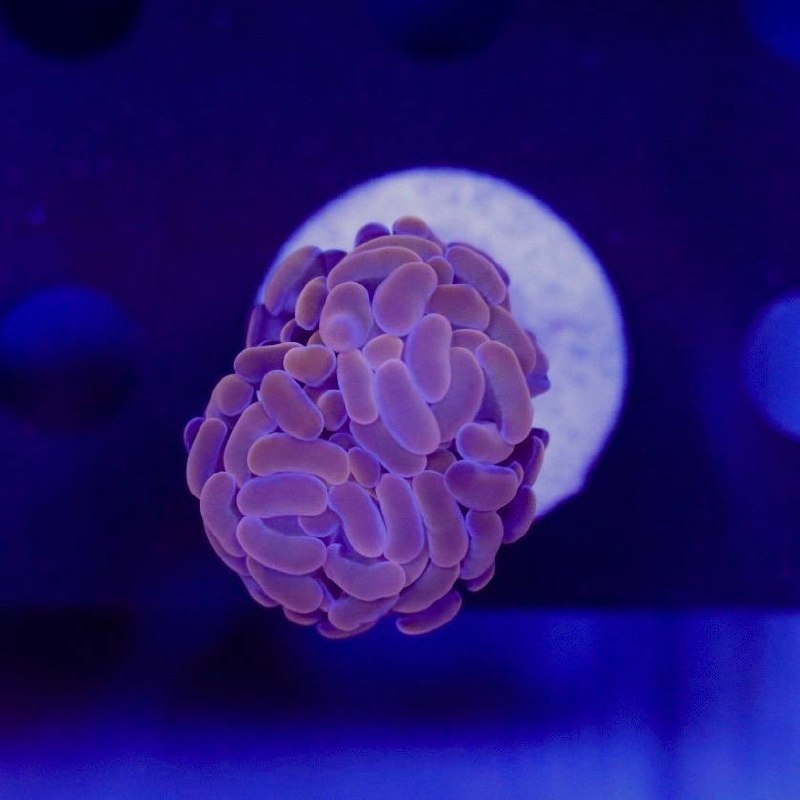 Pink to mauve coral frag shown under blue aquarium lighting.