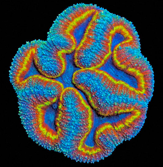 Lobophyllia