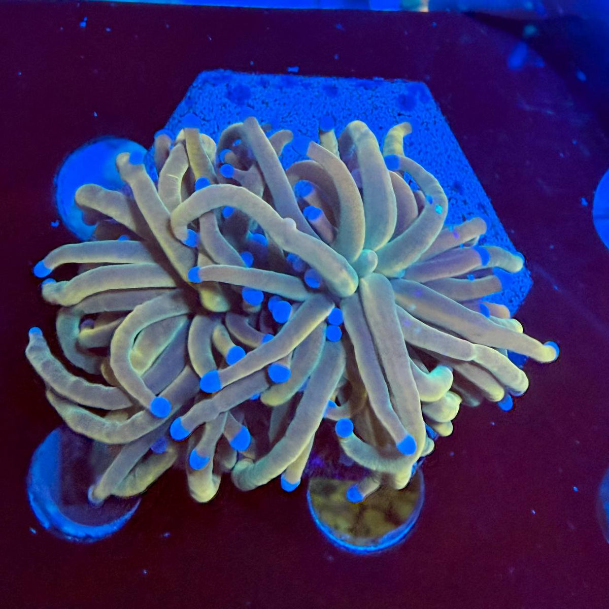 LPS coral frag with yellow-green tentacles and bright blue tips under blue aquarium lighting.
