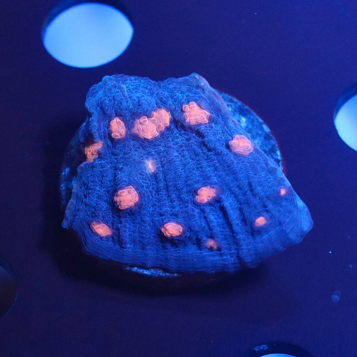 Blue-lit view of the coral specimen with orange-pink circular patterns on a textured base.