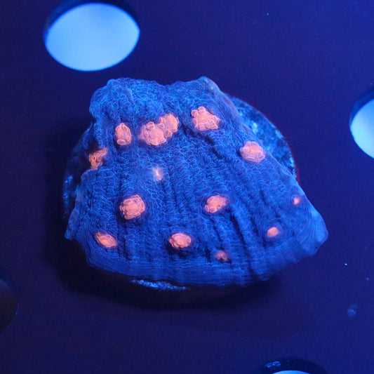 Blue-lit view of the coral specimen with orange-pink circular patterns on a textured base.