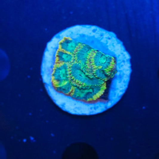 WYSIWYG coral frag showing green, turquoise, and yellow coloration on a round white plug under blue lighting.