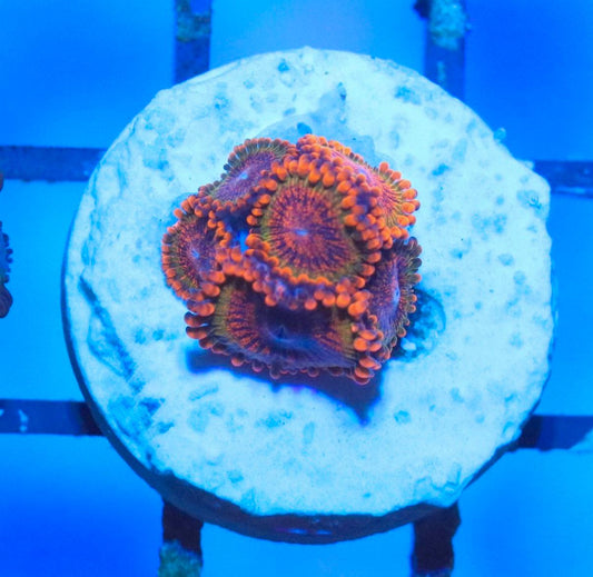 WYSIWYG coral frag with orange rim details and purple-red patterned centers on a white round base under blue aquarium lighting.