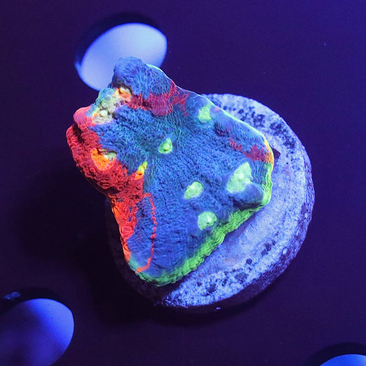 Rainbow Bugatti coral frag showing blue coloration with bright green and red-orange areas under blue aquarium lighting.