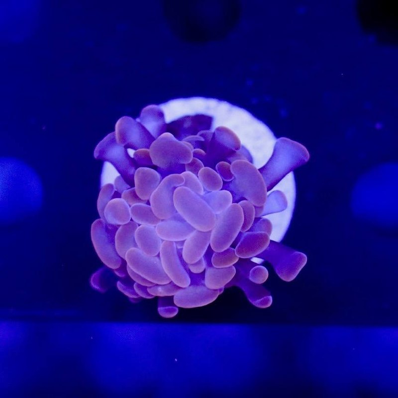 Pink and purple coral frag viewed from above under blue aquarium lighting.