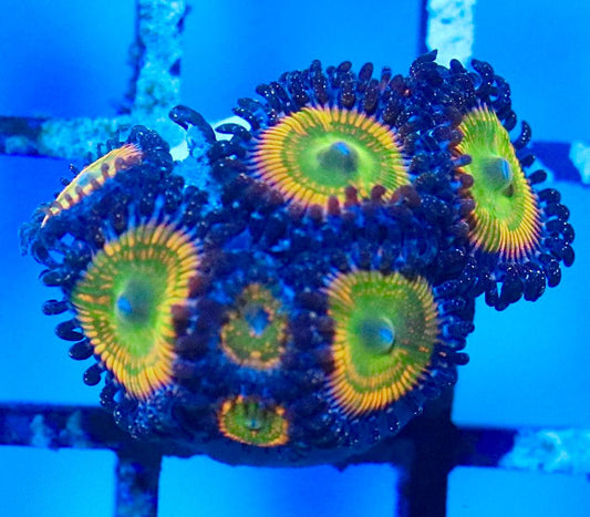 WYSIWYG zoanthid frag with bright green centers, yellow-orange rings, and dark outer tentacles under blue aquarium lighting.