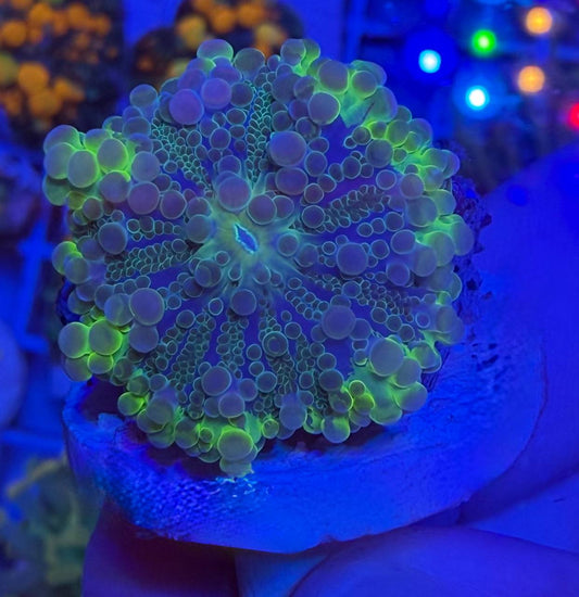 Ricordea frag with green, purple, and blue visible coloration under blue aquarium lighting.
