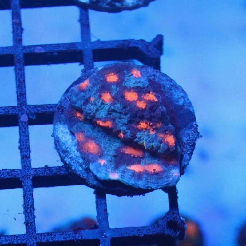 Laddy Bug Chalice frag with orange-red areas on a darker blue-green surface under blue aquarium lighting.