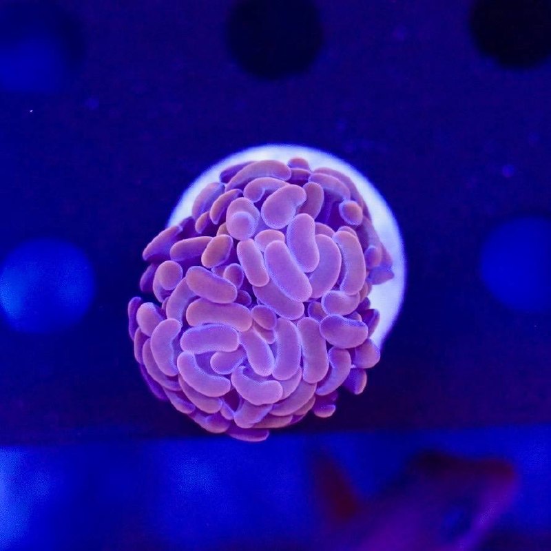 Pink coral frag photographed under blue lighting