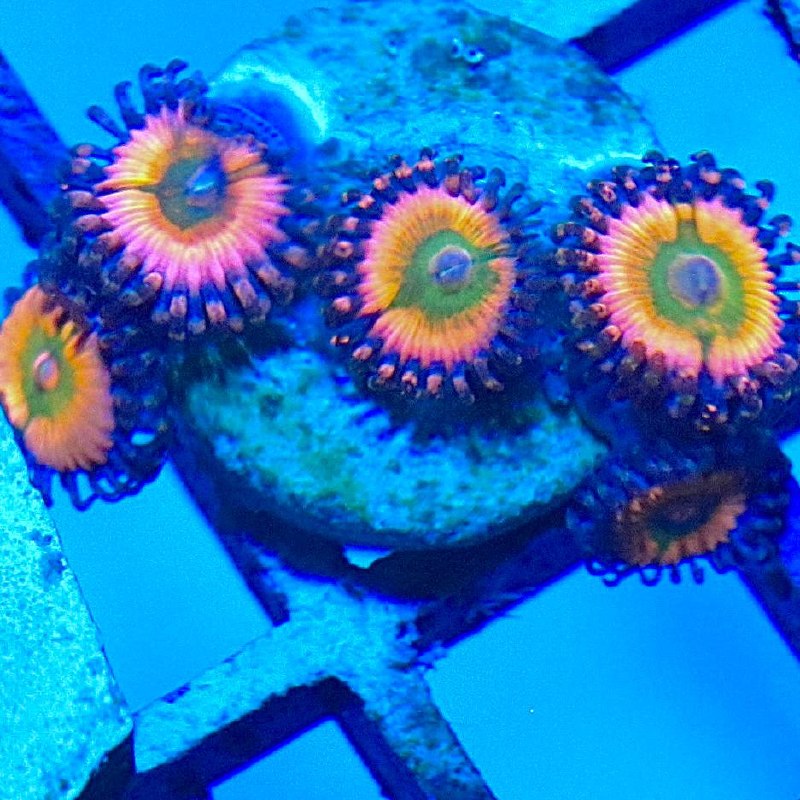 Zoanthid frag with pink, orange, green, and dark blue coloration visible under blue aquarium lighting.