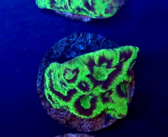 Goblin Favia coral frag with vivid green and deep purple patterning.