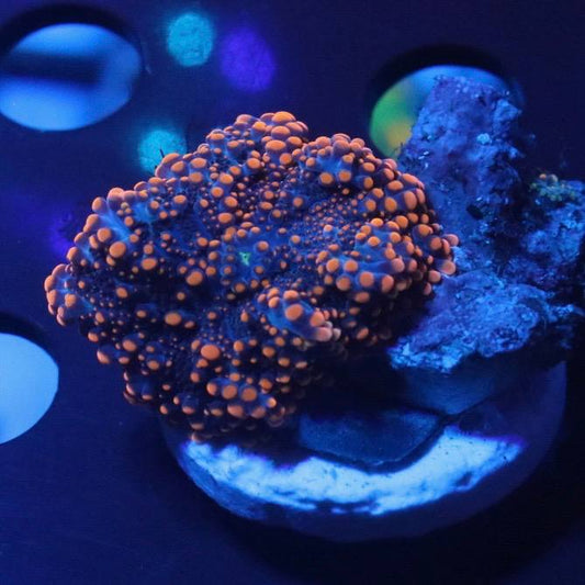 WYSIWYG coral frag with dark blue to purple coloration and orange raised patterning under blue aquarium lighting.