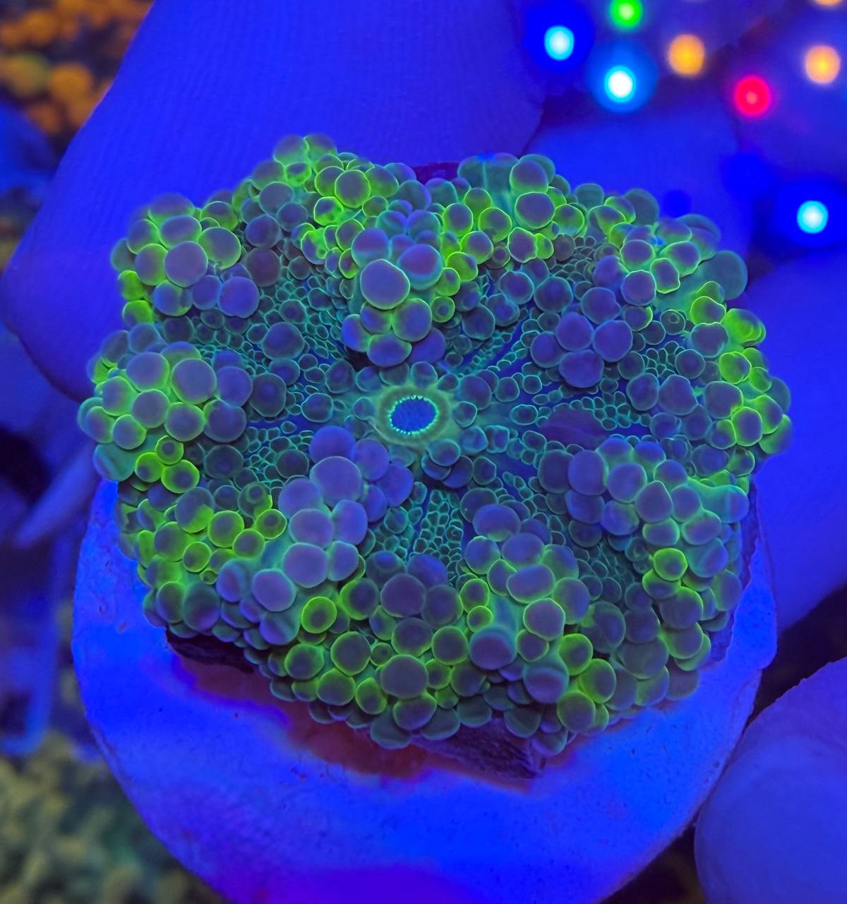 Ricordea frag with green and purple-toned appearance under blue aquarium lighting.