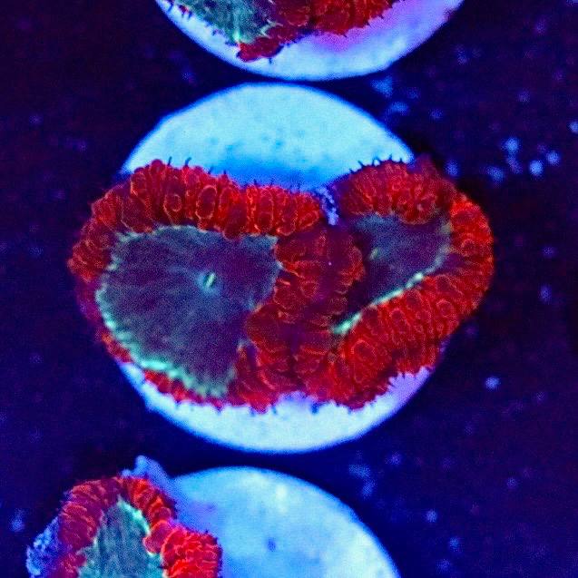 WYSIWYG coral frag with red polyps and greenish central areas under blue aquarium lighting.