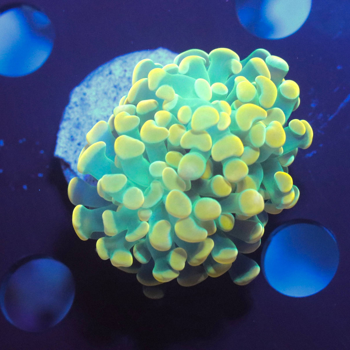 WYSIWYG coral frag with turquoise-green tissue and yellow-toned tips under blue aquarium lighting.