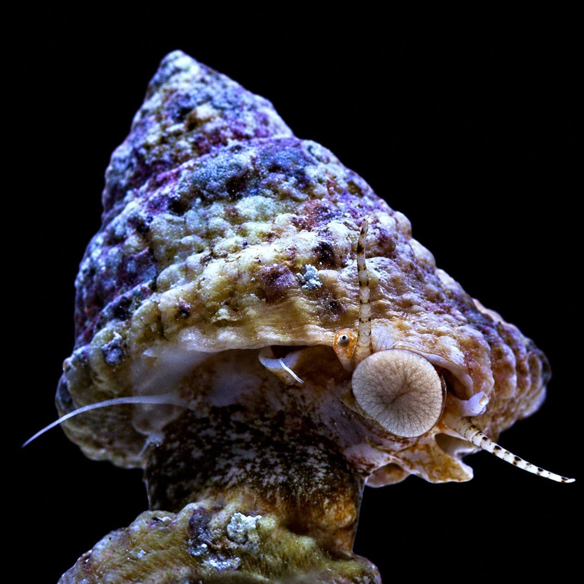 Close-up of a mottled, textured shell in brown, green, cream, and purple tones against a black background.