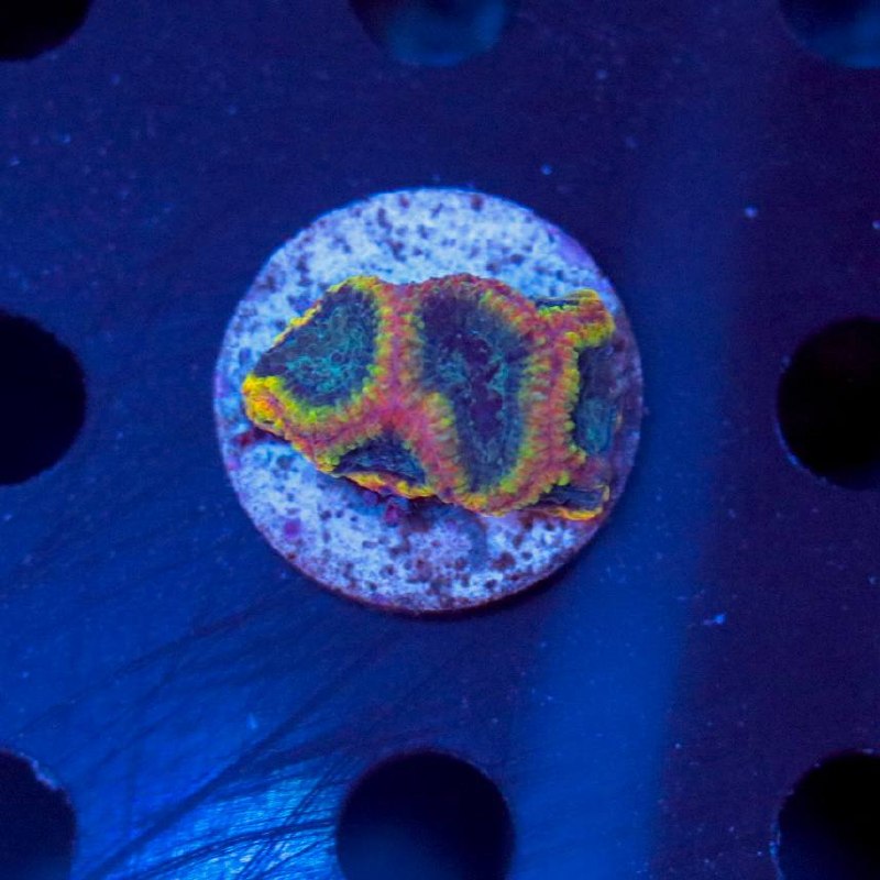 Blue-lit photo of a coral frag with yellow, red, and green-toned patterning on a circular base.
