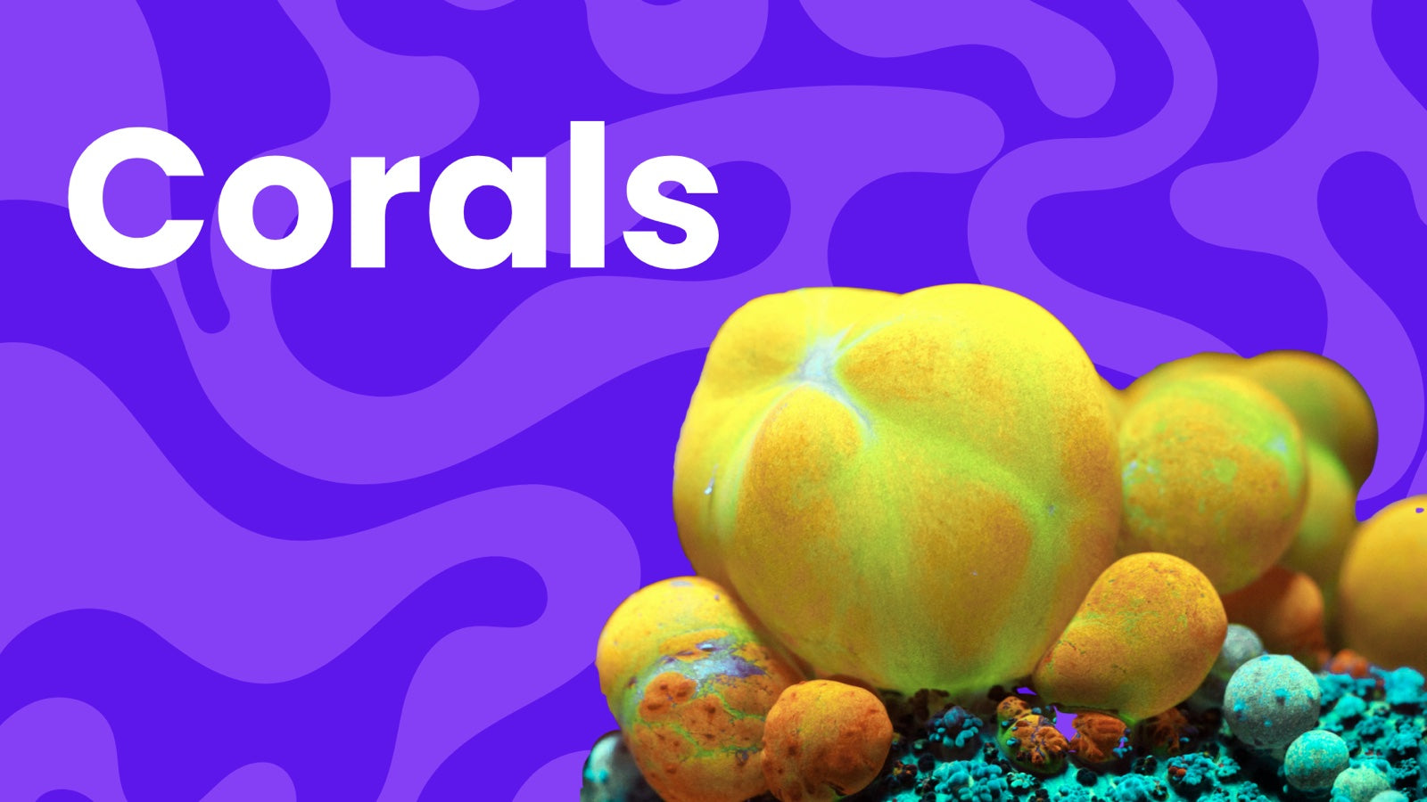 Corals