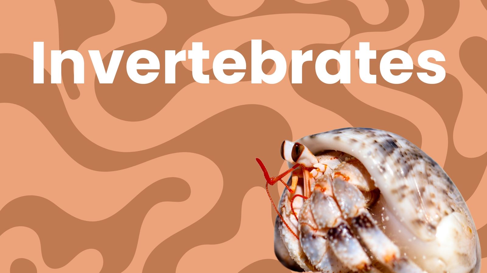 Invertebrates