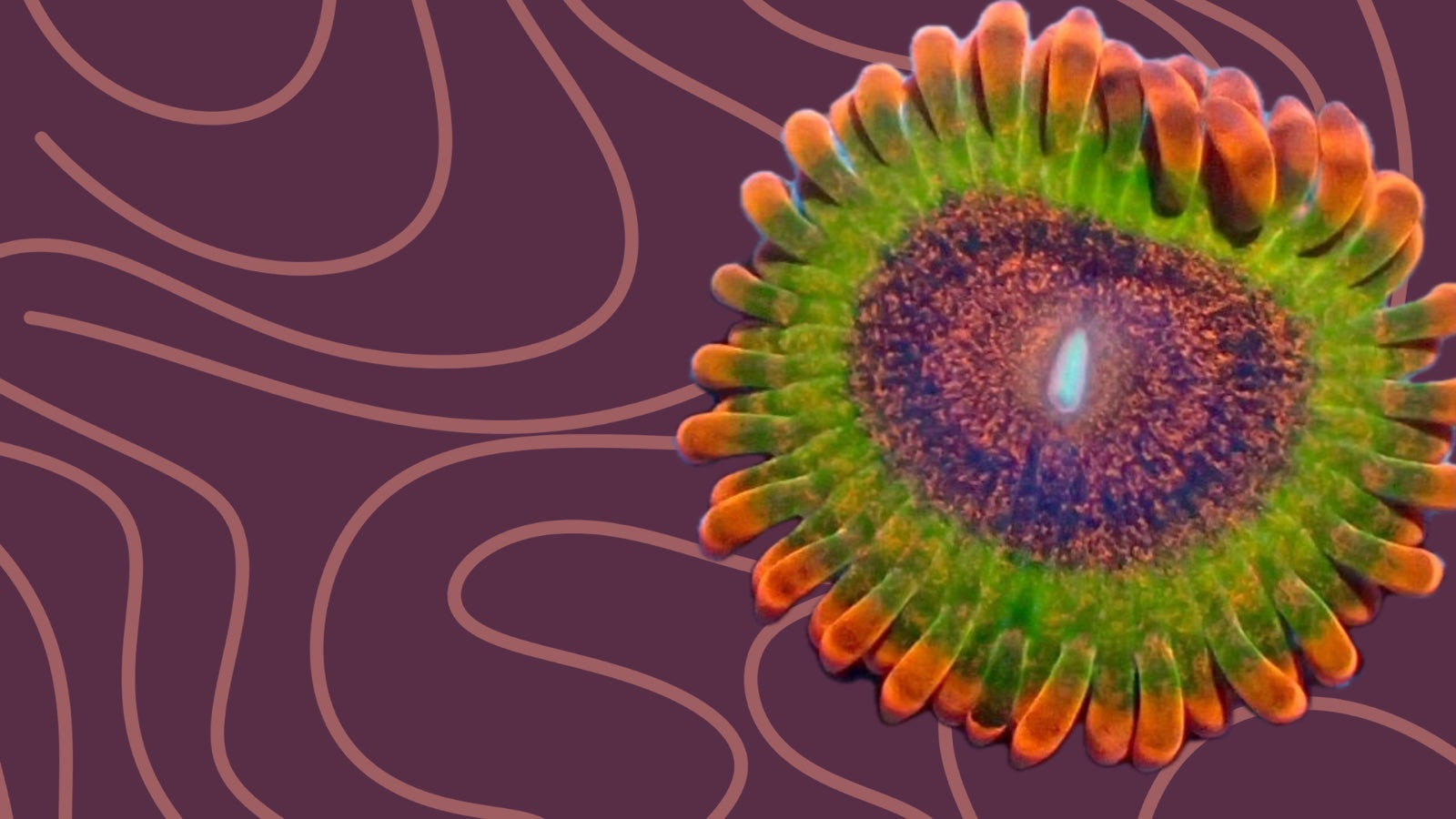 Zoas