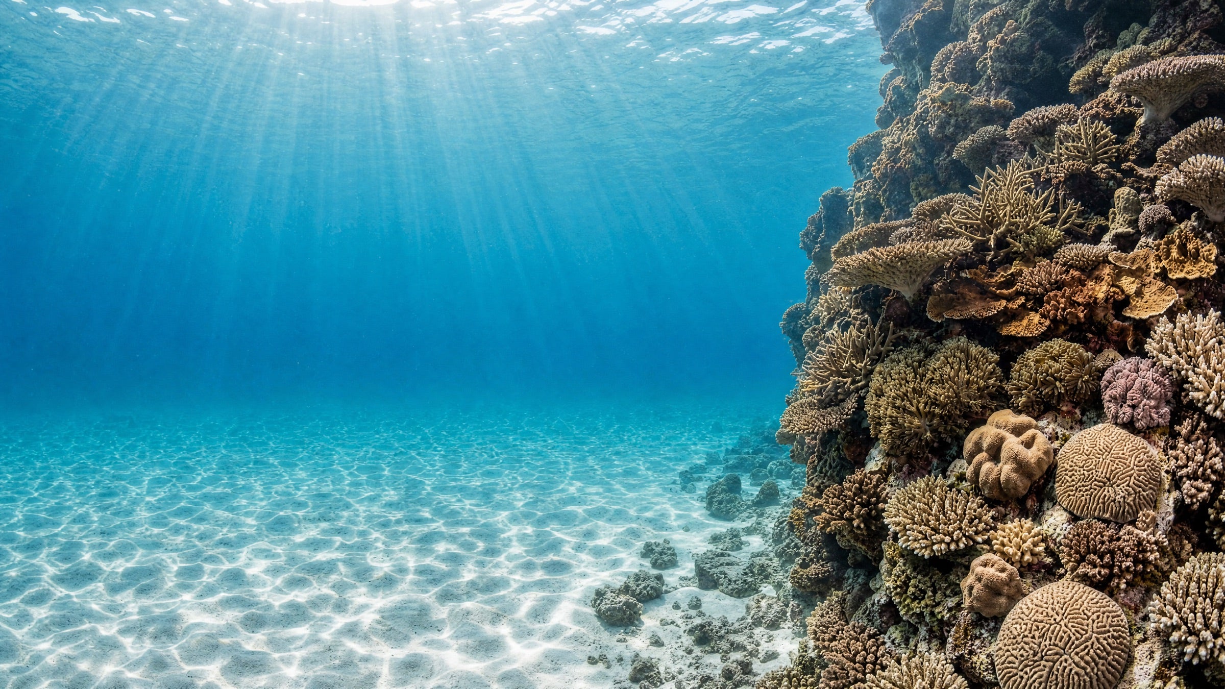 Corals that come alive under the light