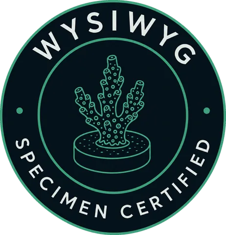 WYSIWYG Specimen Certified