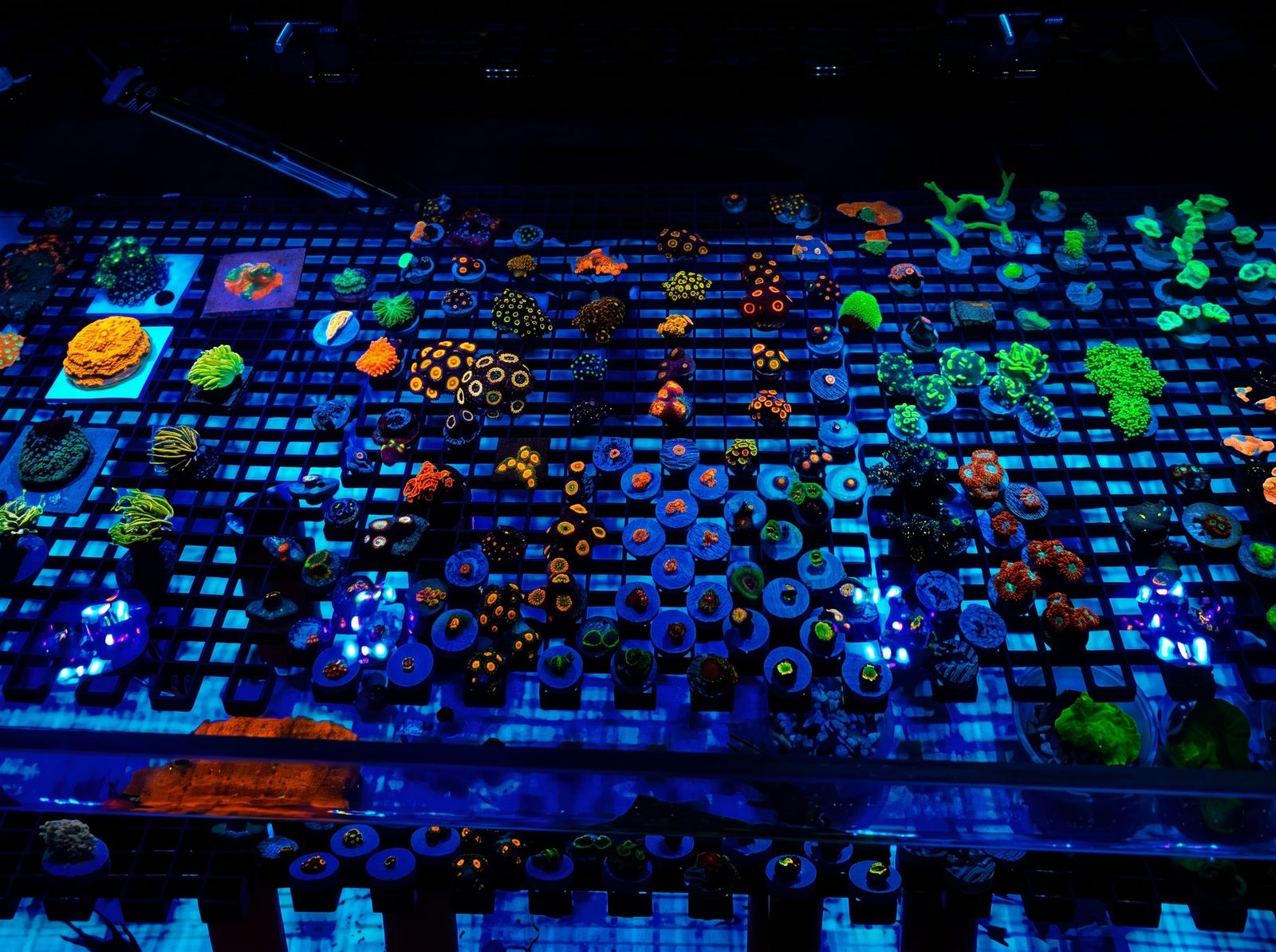 Follow the reef